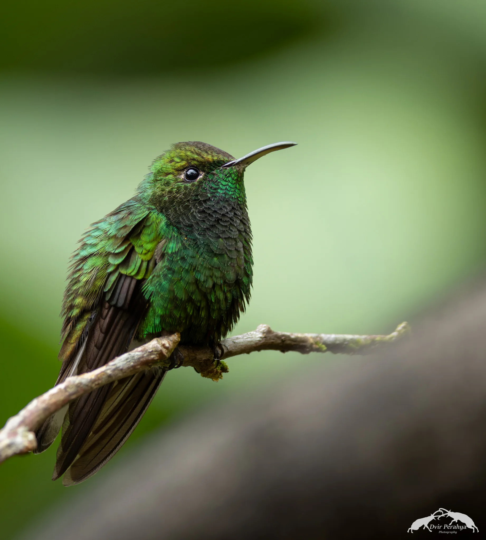 Hummingbird, Costa Rica Rainforest